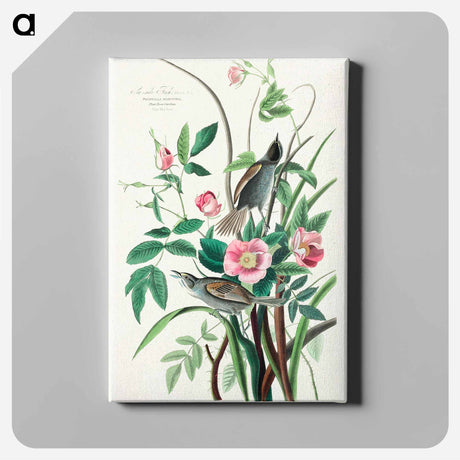 アートパネル-Seaside Finch from Birds of America
 - アメリカの鳥たち Canvas.