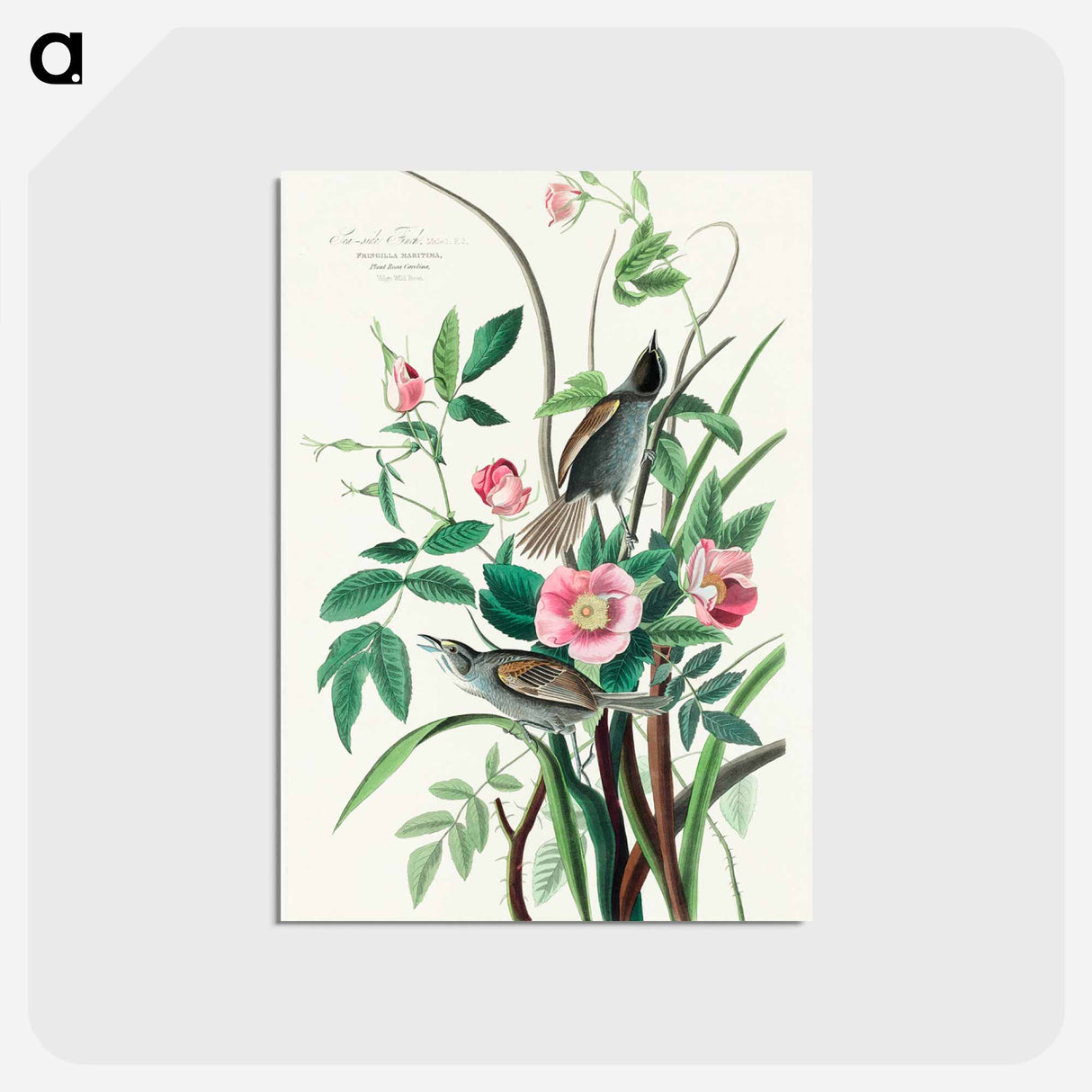 アートポストカード-Seaside Finch from Birds of America
 - アメリカの鳥たち Postcard.