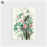 アートポストカード-Seaside Finch from Birds of America
 - アメリカの鳥たち Postcard.