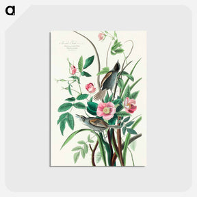 アートポストカード-Seaside Finch from Birds of America
 - アメリカの鳥たち Postcard.