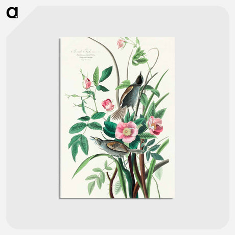 アートポストカード-Seaside Finch from Birds of America
 - アメリカの鳥たち Postcard.