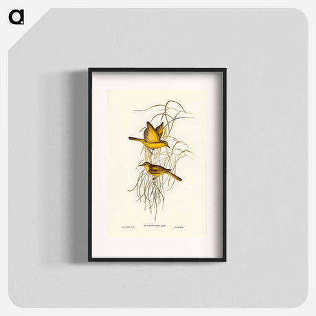 アートポスター-Yellow Honey-eater
- オーストラリアの鳥 Poster.