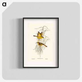 アートポスター-Yellow Honey-eater
 - オーストラリアの鳥 Poster.