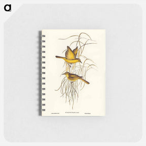 アートメモ帳-Yellow Honey-eater
 - オーストラリアの鳥 Memo.