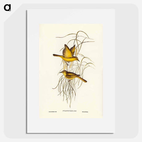 アートポスター-Yellow Honey-eater
- オーストラリアの鳥 Poster.
