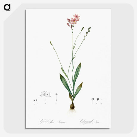 2-72_The-Lilies_picture-crop