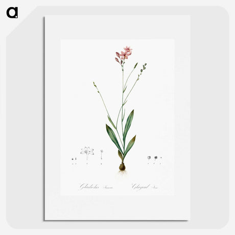 2-72_The-Lilies_picture