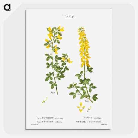 2-72_Treatise-on-Trees-and-Shrubs_picture-crop