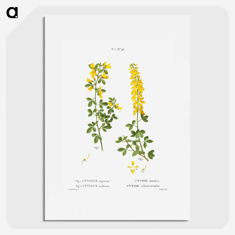 2-72_Treatise-on-Trees-and-Shrubs_picture