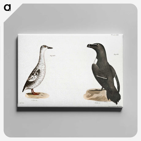 2-72_Zoology-of-New-York_canvas