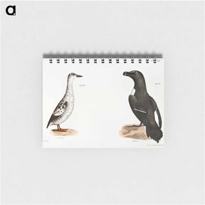 アートメモ帳-Black Guillemot (Uria grylle)  Razorbill (Alca torda) illustration from Zoology of New York by James Ellsworth De Kay - ニューヨークの動物学 Memo.