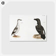 2-72_Zoology-of-New-York_postcard