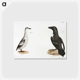 2-72_Zoology-of-New-York_postcard