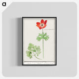 2-73_Anselmus-Boetius-de-Boodt_blk-crop