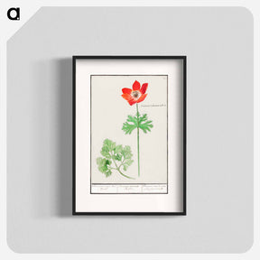 アートポスター-Anemoon, Anemone - アンセルムス ボエティウス デ ブート Poster.