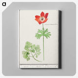 2-73_Anselmus-Boetius-de-Boodt_canvas