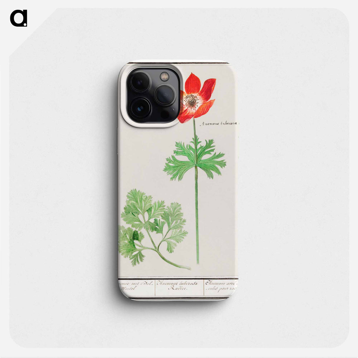 Anemoon, Anemone - アンセルムス ボエティウス デ ブート Phone Case.