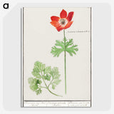 2-73_Anselmus-Boetius-de-Boodt_picture-crop