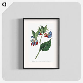 アートポスター-Prickley Comfrey
 - クリーブランド美術館 Poster.