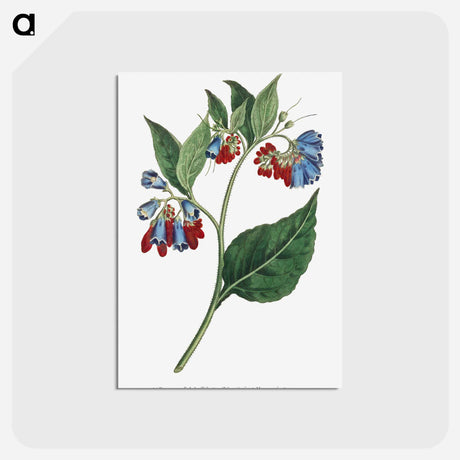 アートポストカード-Prickley Comfrey
 - クリーブランド美術館 Postcard.