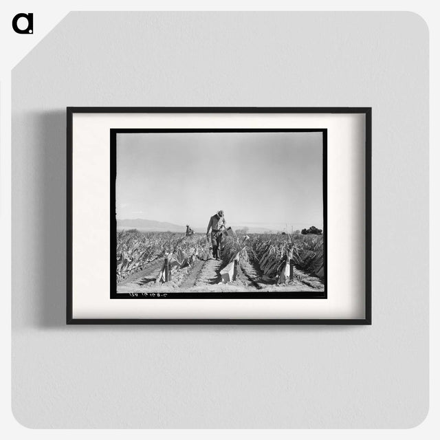 2-73_Dorothea-Lange_blk