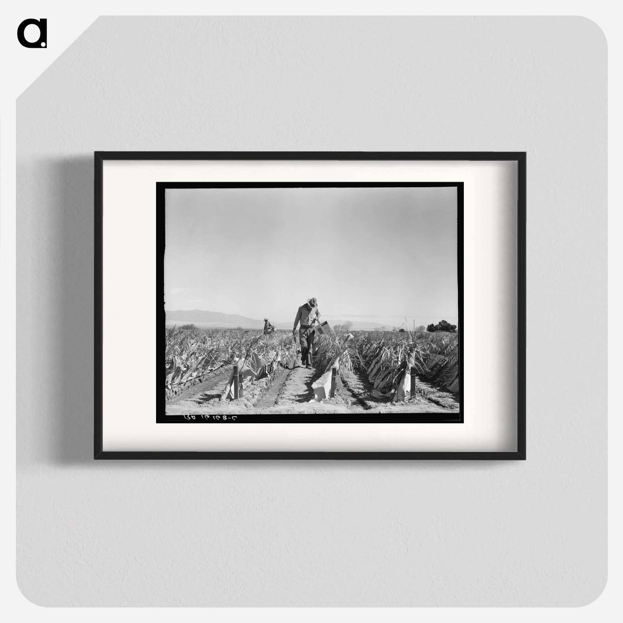 Desert agriculture - Dorothea Lange Poster.