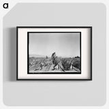 Desert agriculture - Dorothea Lange Poster.