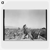 2-73_Dorothea-Lange_picture-crop