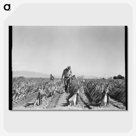 2-73_Dorothea-Lange_picture-crop