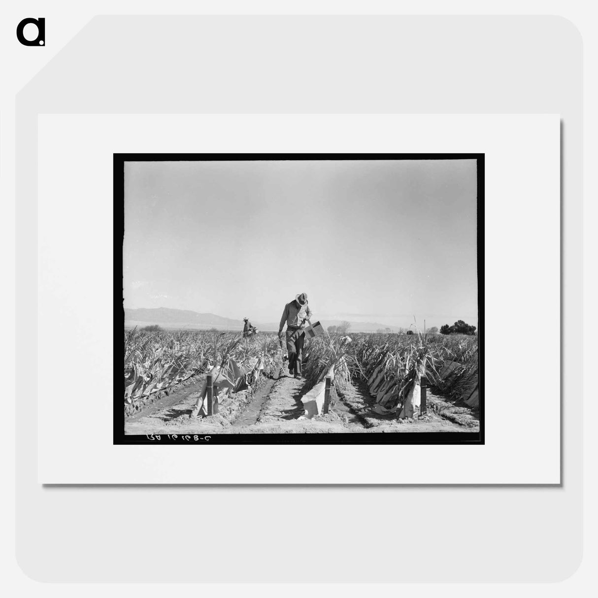 Desert agriculture - Dorothea Lange Poster.