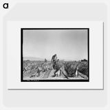 Desert agriculture - Dorothea Lange Poster.