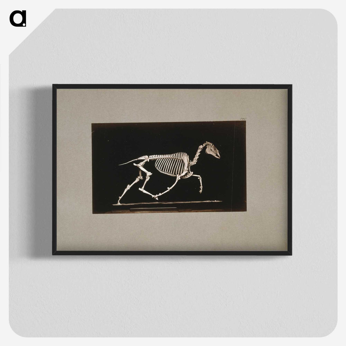 2-73_Eadweard-Muybridge_blk-crop