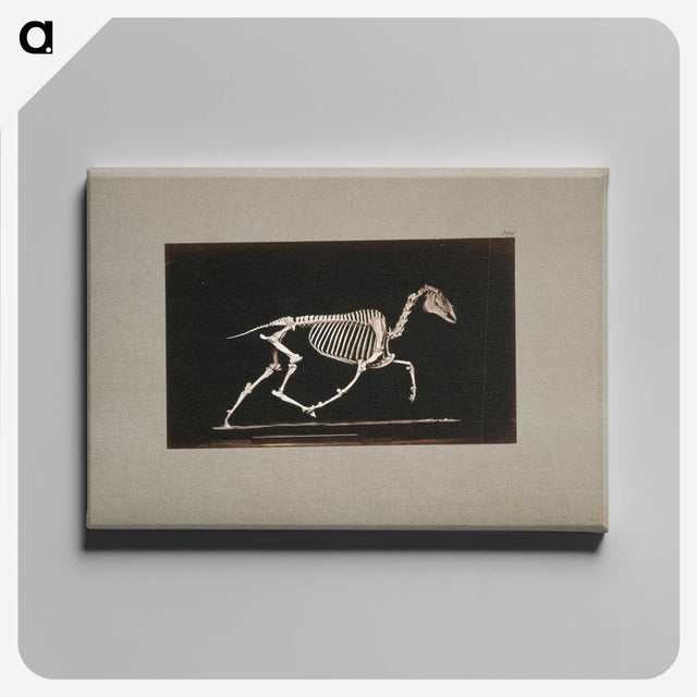 2-73_Eadweard-Muybridge_canvas