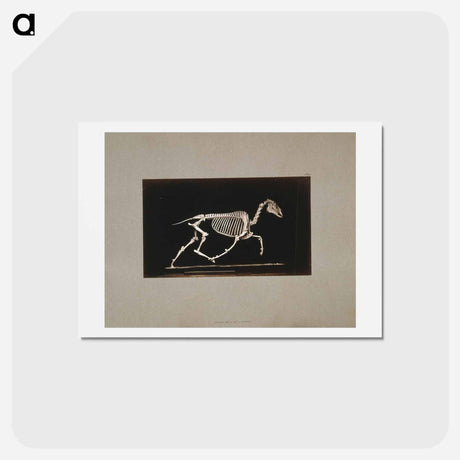 アートポストカード-Trotting Horse Skeleton
 - エドワード マイブリッジ Postcard.