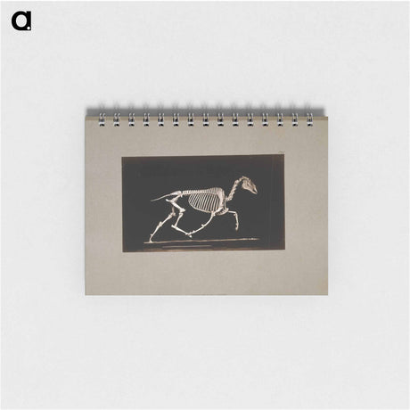 アートメモ帳-Trotting Horse Skeleton
 - エドワード マイブリッジ Memo.