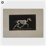 2-73_Eadweard-Muybridge_picture-crop