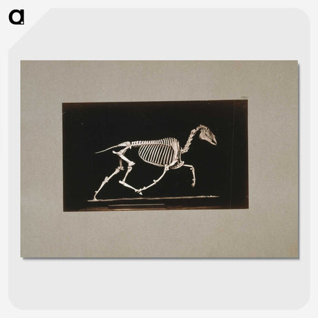 2-73_Eadweard-Muybridge_picture-crop