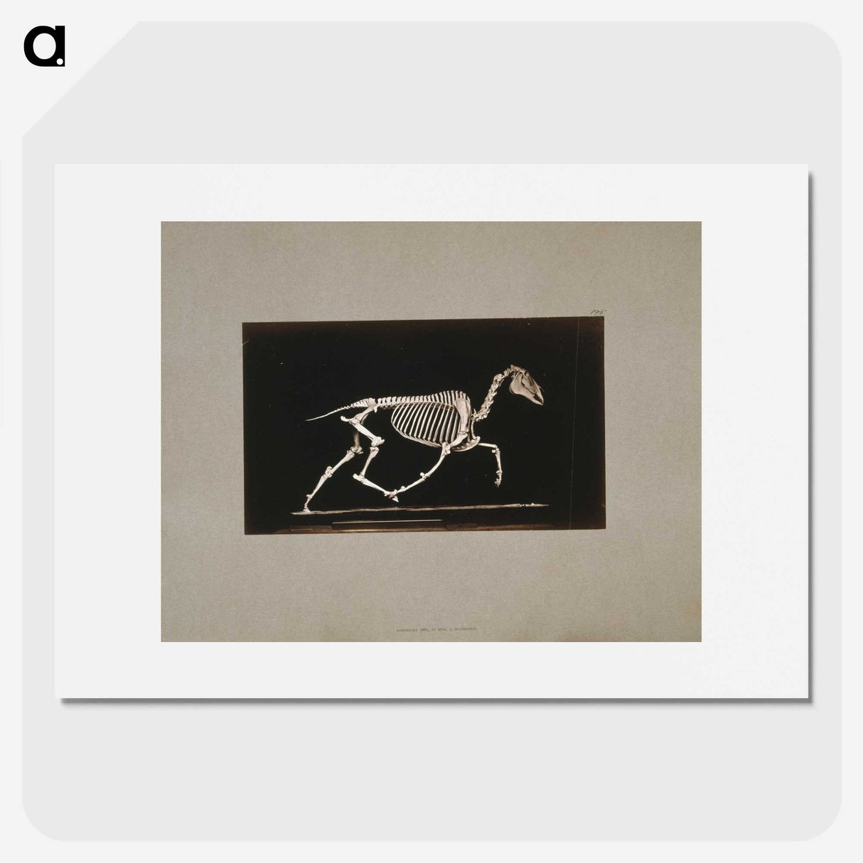 2-73_Eadweard-Muybridge_picture