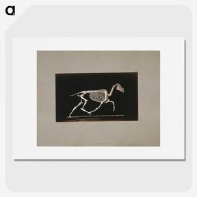 2-73_Eadweard-Muybridge_picture