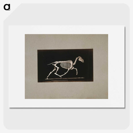 2-73_Eadweard-Muybridge_picture