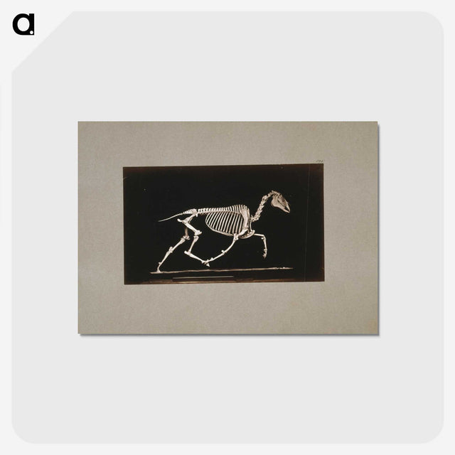 2-73_Eadweard-Muybridge_postcard