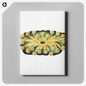 2-73_Ernst-Haeckel_canvas