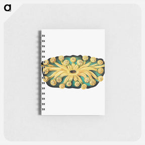 アートメモ帳-Colorful vintage tunicate illustration - エルンスト ヘッケル Memo.