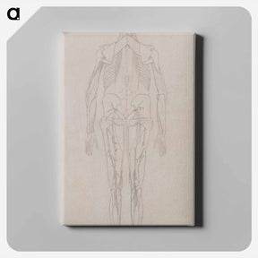 アートパネル-Human Figure, Posterior View
 - ジョージ スタッブス Canvas.