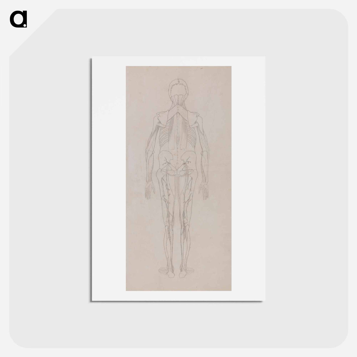 アートポストカード-Human Figure, Posterior View
 - ジョージ スタッブス Postcard.