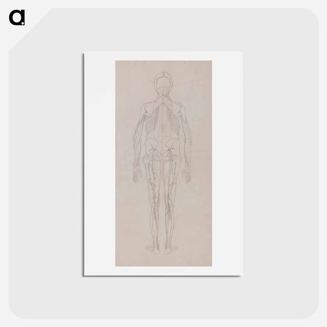 アートポストカード-Human Figure, Posterior View
 - ジョージ スタッブス Postcard.