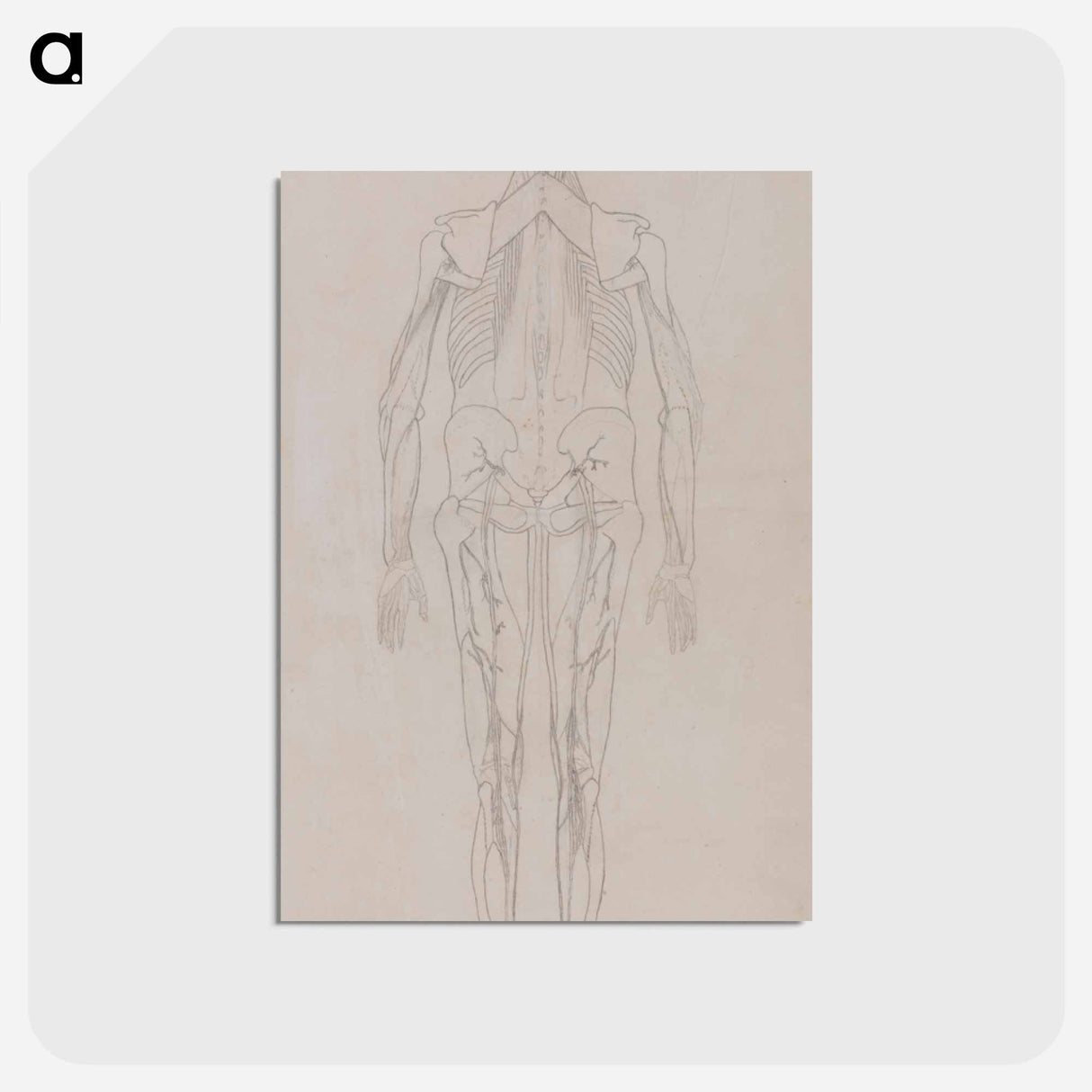 アートポストカード-Human Figure, Posterior View
 - ジョージ スタッブス Postcard.