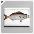 2-73_Ichtyologie-ou-Histoire-naturelle_canvas