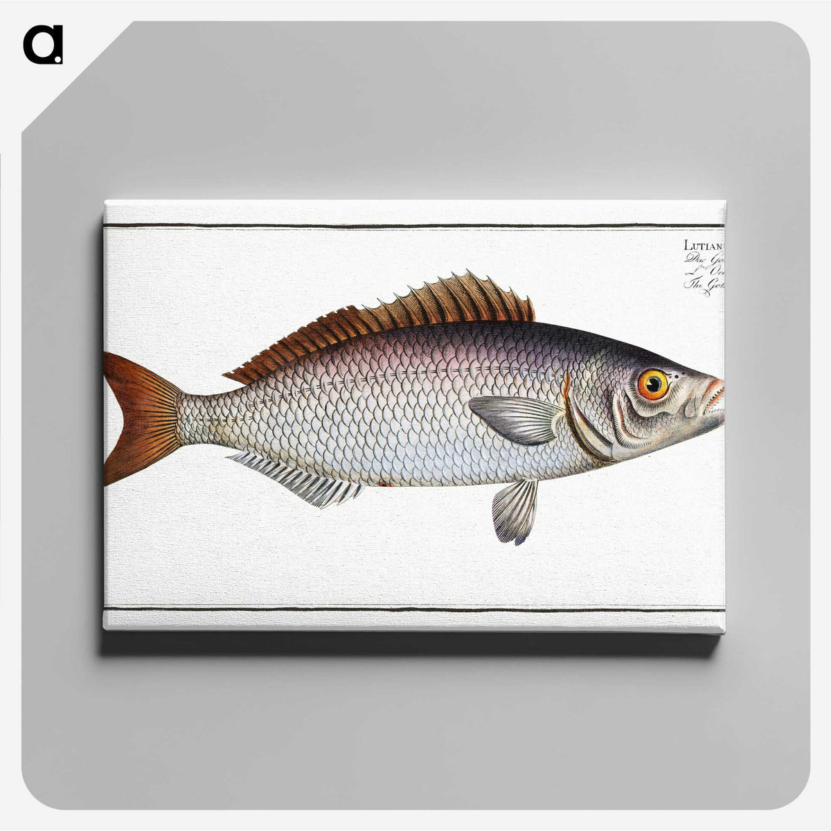2-73_Ichtyologie-ou-Histoire-naturelle_canvas