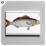 2-73_Ichtyologie-ou-Histoire-naturelle_canvas